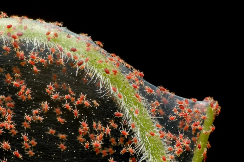 Monstera gedeiht nicht? 11 Anzeichen dafür, dass Ihre Pflanze mehr Licht braucht 