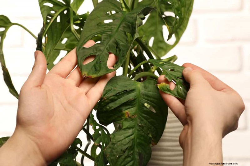 Monstera gedeiht nicht? 11 Anzeichen dafür, dass Ihre Pflanze mehr Licht braucht 