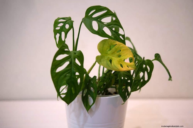 Monstera gedeiht nicht? 11 Anzeichen dafür, dass Ihre Pflanze mehr Licht braucht 