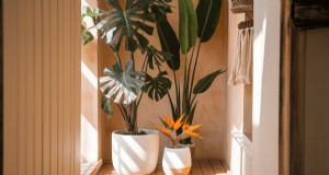 15 splendide combinazioni di piante d appartamento per un ingresso accogliente 