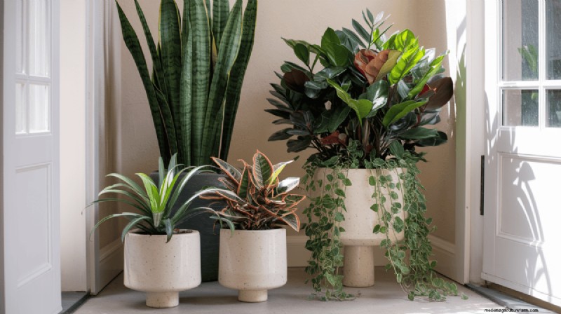 居心地の良い玄関にぴったりの観葉植物の組み合わせ 15 選 