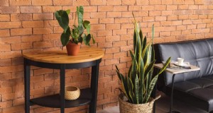Snake Plants:de ultieme gids voor kamerplanten die weinig onderhoud vereisen 