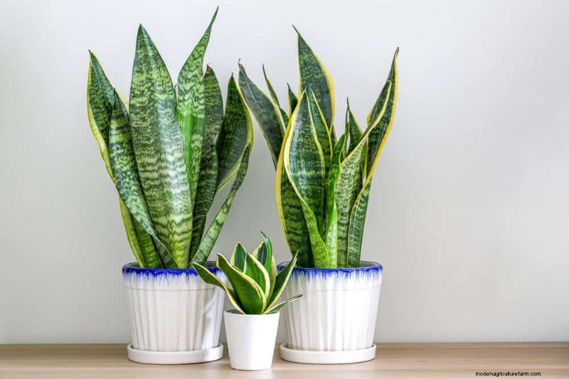 ヘビ植物:メンテナンスの手間がかからない観葉植物の究極ガイド 