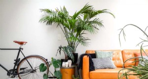 15 beste kamerplanten voor een helderdere, uitnodigendere woonkamer 