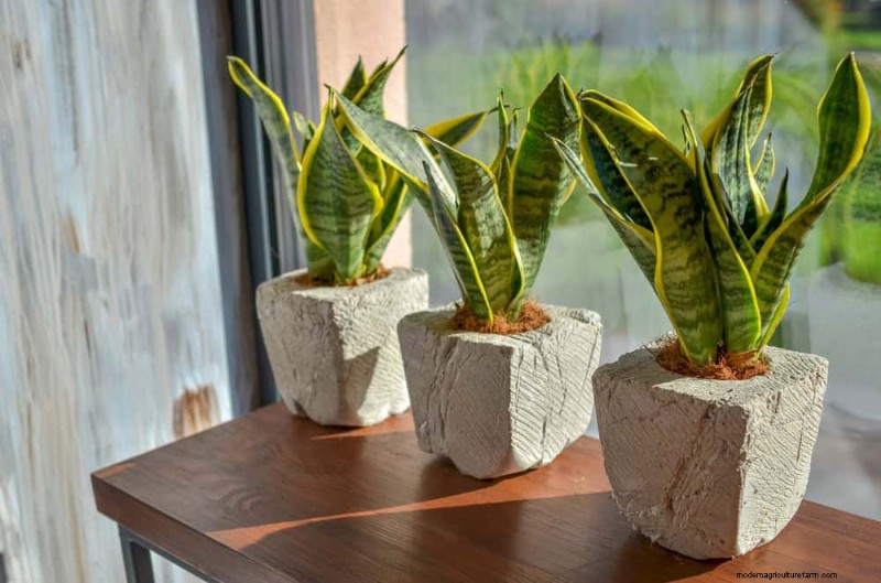15 beste kamerplanten voor een helderdere, uitnodigendere woonkamer 