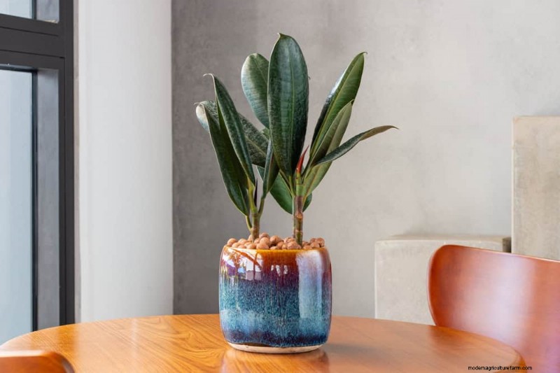 15 beste kamerplanten voor een helderdere, uitnodigendere woonkamer 
