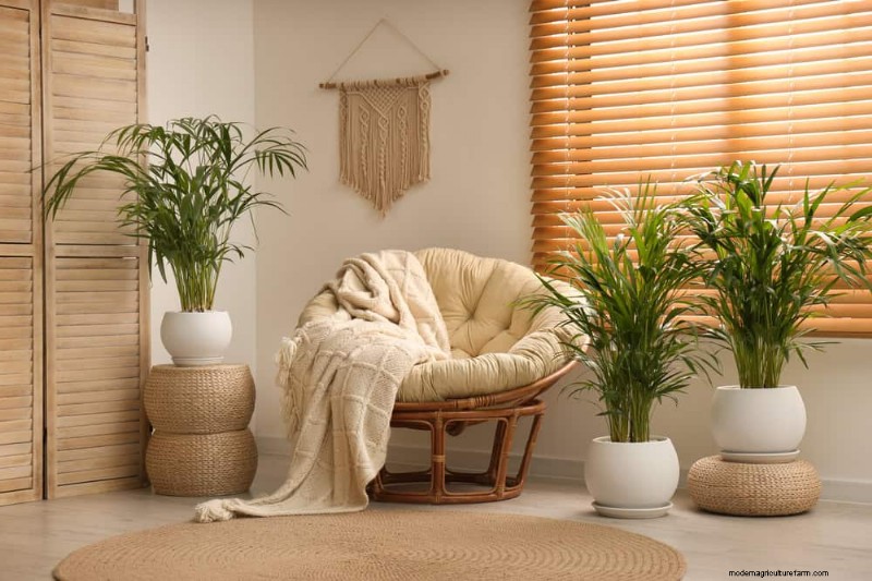 15 beste kamerplanten voor een helderdere, uitnodigendere woonkamer 