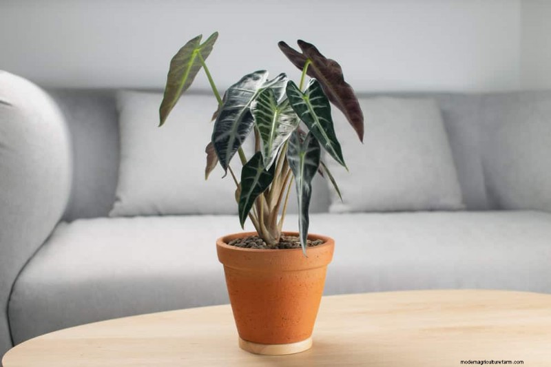 15 beste kamerplanten voor een helderdere, uitnodigendere woonkamer 