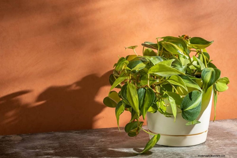 15 beste kamerplanten voor een helderdere, uitnodigendere woonkamer 