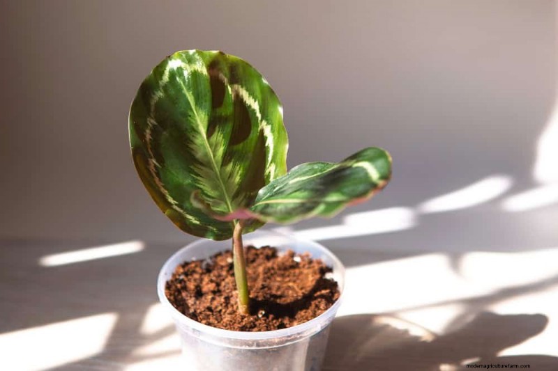 15 beste kamerplanten voor een helderdere, uitnodigendere woonkamer 