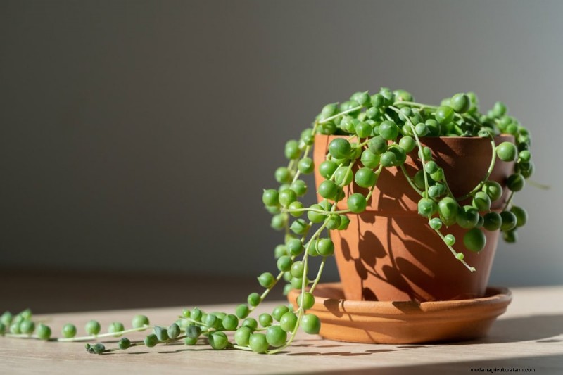 15 beste kamerplanten voor een helderdere, uitnodigendere woonkamer 