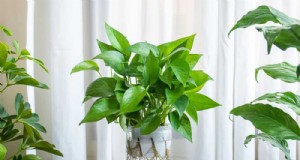10 splendide varietà di Pothos:una guida per gli amanti delle piante 