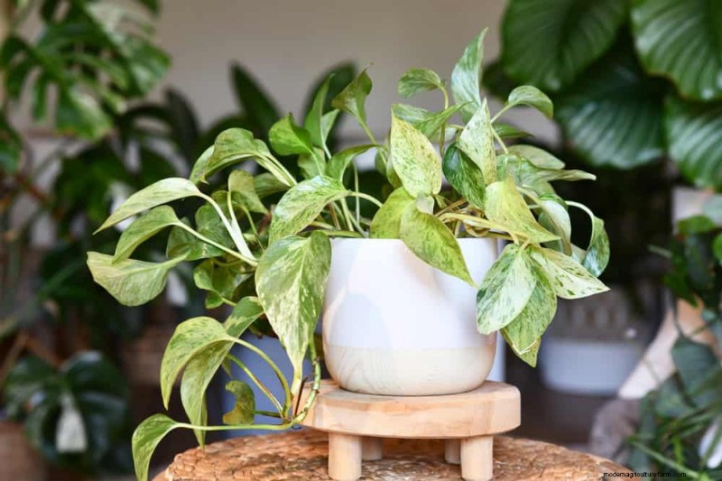 10 splendide varietà di Pothos:una guida per gli amanti delle piante 