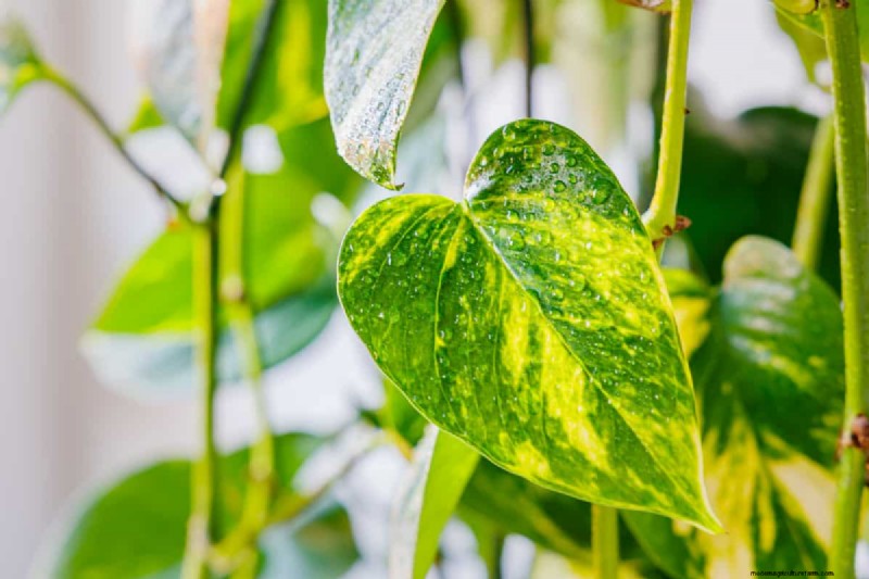 10 splendide varietà di Pothos:una guida per gli amanti delle piante 