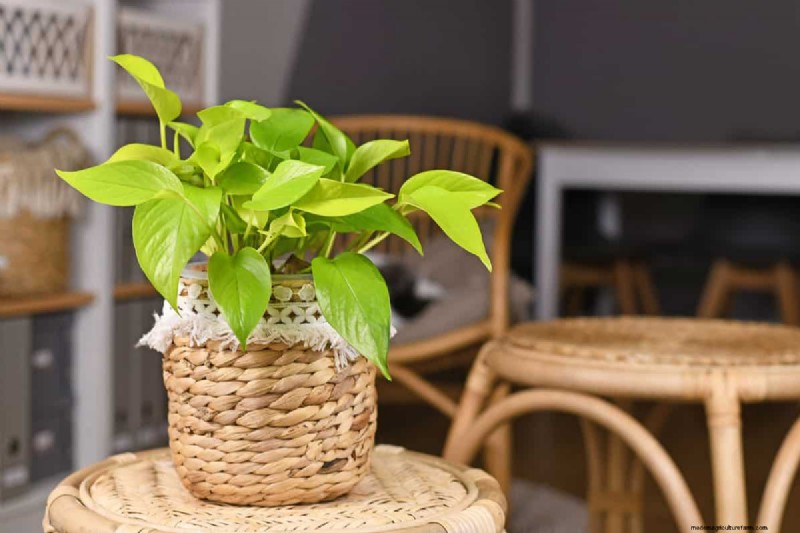 10 splendide varietà di Pothos:una guida per gli amanti delle piante 