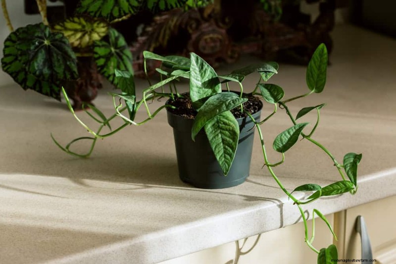 10 splendide varietà di Pothos:una guida per gli amanti delle piante 