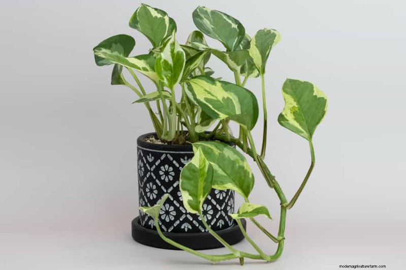 10 splendide varietà di Pothos:una guida per gli amanti delle piante 