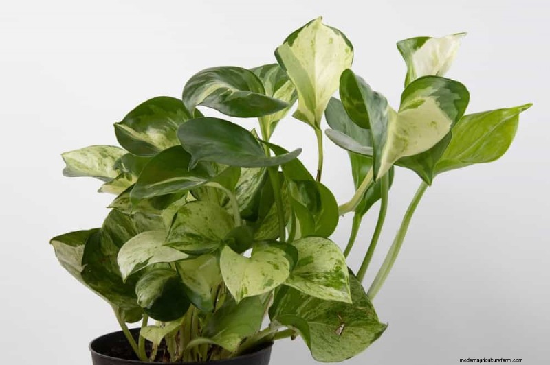 10 splendide varietà di Pothos:una guida per gli amanti delle piante 