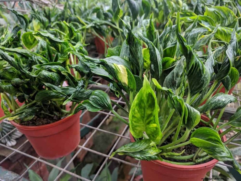 10 splendide varietà di Pothos:una guida per gli amanti delle piante 