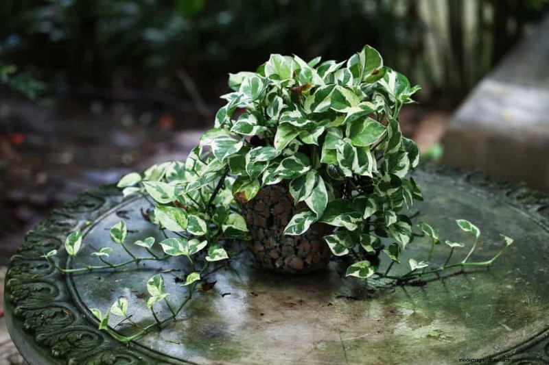 10 splendide varietà di Pothos:una guida per gli amanti delle piante 