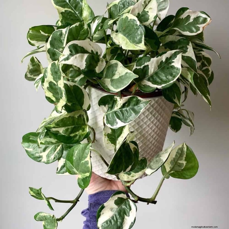 10 splendide varietà di Pothos:una guida per gli amanti delle piante 