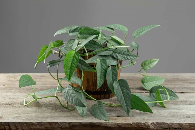 10 splendide varietà di Pothos:una guida per gli amanti delle piante 