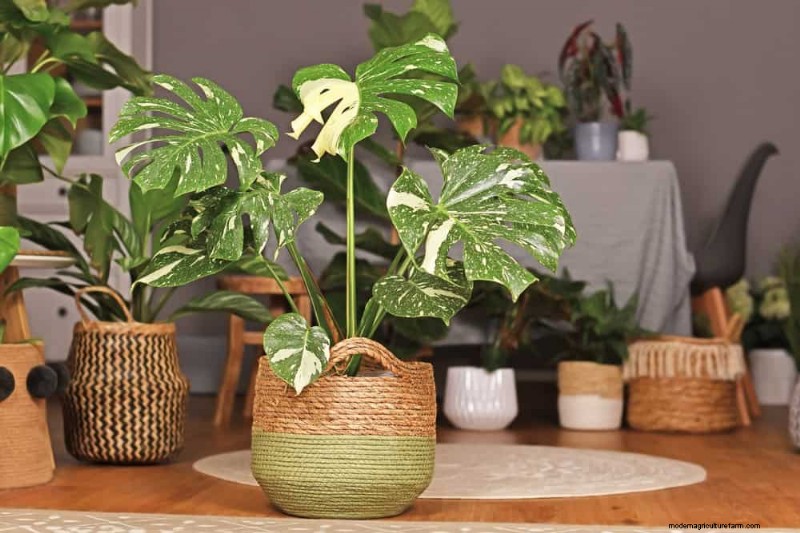15 splendide composizioni di piante d appartamento per migliorare l arredamento della tua casa 