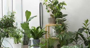 15 prachtige kamerplantarrangementen om uw interieur naar een hoger niveau te tillen 