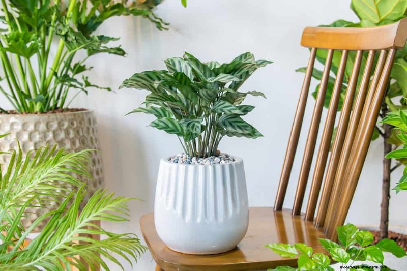 15 splendide composizioni di piante d appartamento per migliorare l arredamento della tua casa 