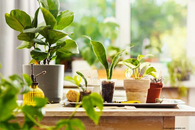 15 splendide composizioni di piante d appartamento per migliorare l arredamento della tua casa 