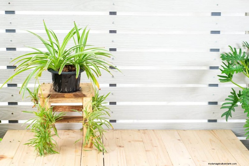 15 splendide composizioni di piante d appartamento per migliorare l arredamento della tua casa 