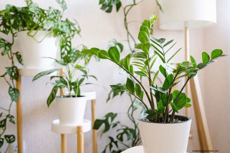 15 splendide composizioni di piante d appartamento per migliorare l arredamento della tua casa 