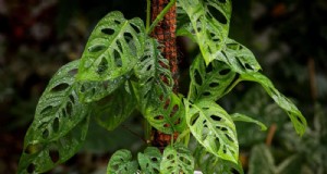 Zeldzame en unieke Monstera-variëteiten:breid je binnenjungle uit 