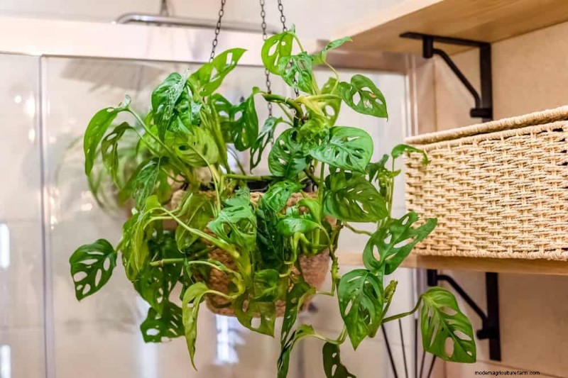 希少でユニークなモンステラの品種:屋内ジャングルを拡張しましょう 