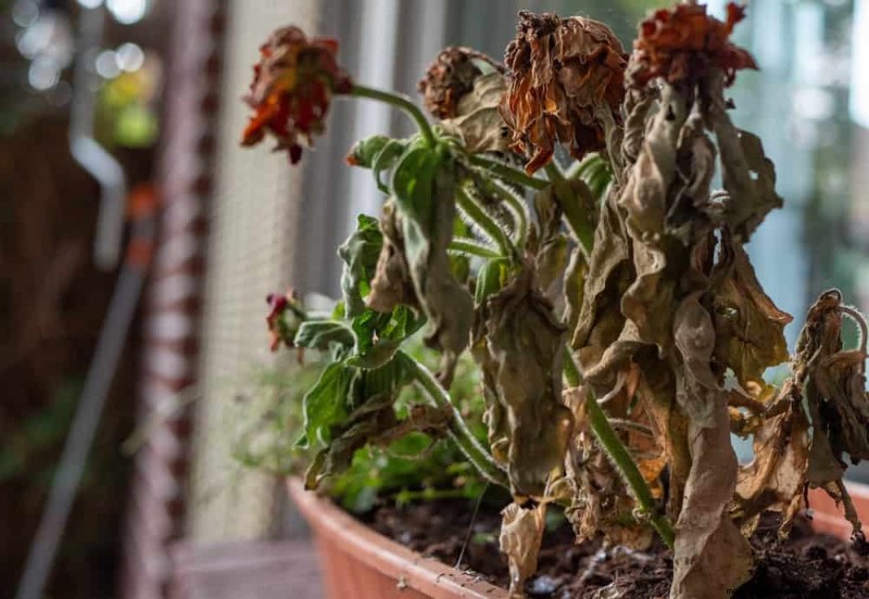 ウィンターガーデンの準備:植物を保護するための包括的なガイド 