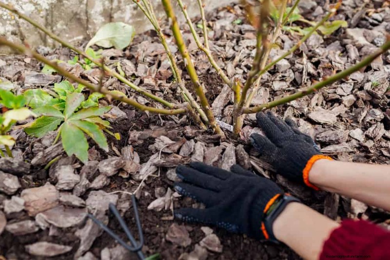 ウィンターガーデンの準備:植物を保護するための包括的なガイド 
