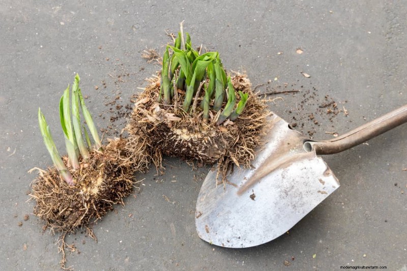 ウィンターガーデンの準備:植物を保護するための包括的なガイド 