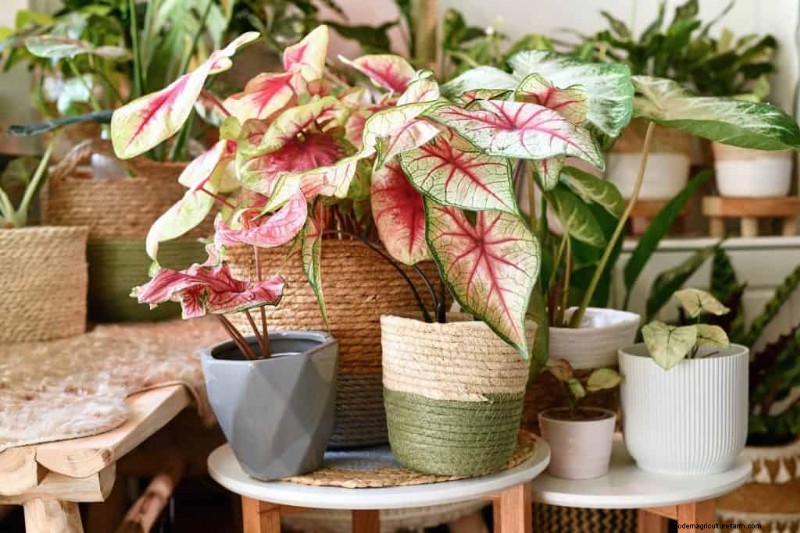 ウィンターガーデンの準備:植物を保護するための包括的なガイド 