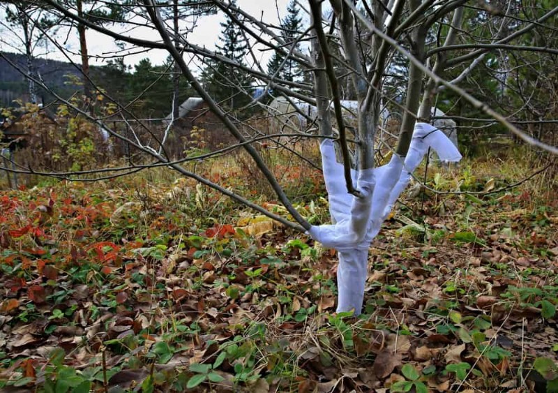 ウィンターガーデンの準備:植物を保護するための包括的なガイド 