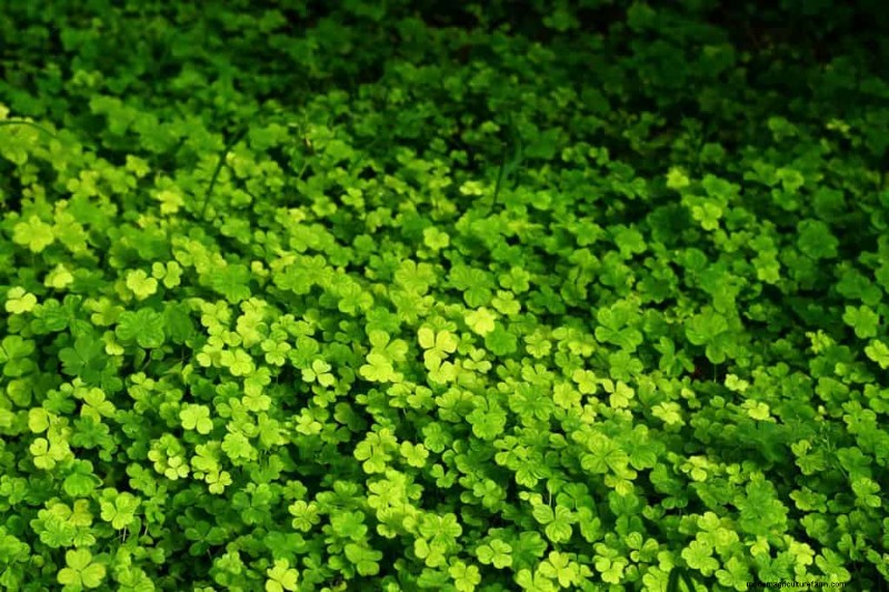 ウィンターガーデンの準備:植物を保護するための包括的なガイド 