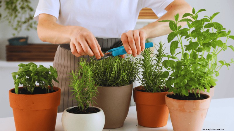 ウィンターガーデンの準備:植物を保護するための包括的なガイド 