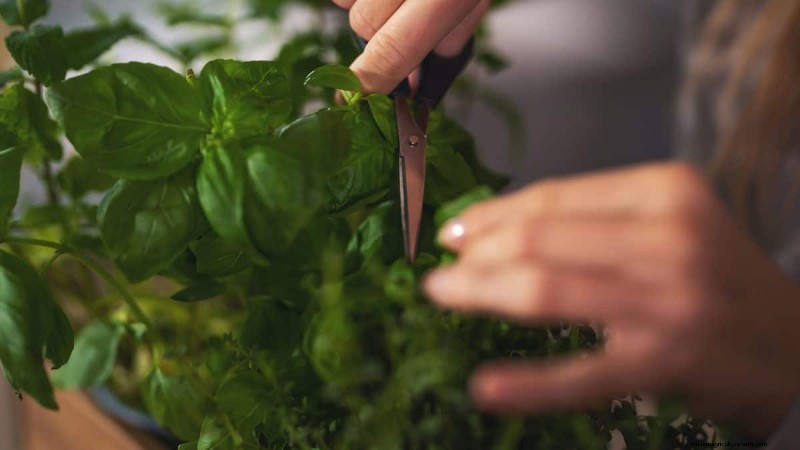 ウィンターガーデンの準備:植物を保護するための包括的なガイド 