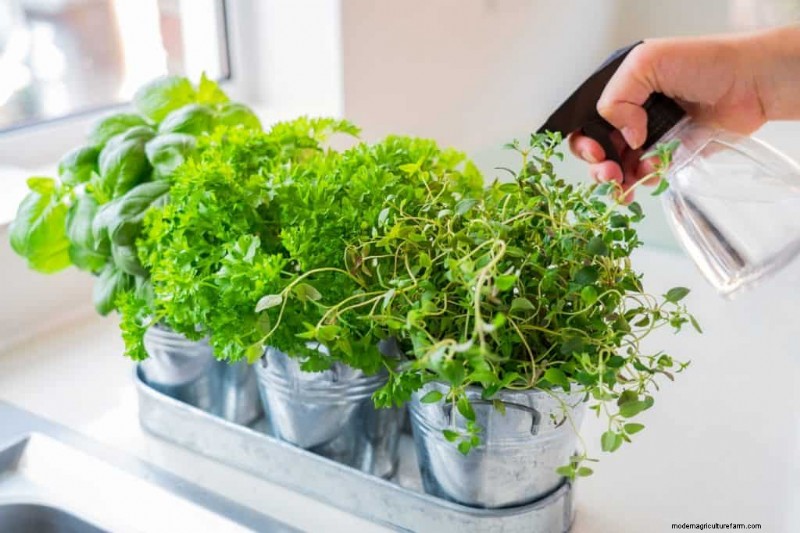 ウィンターガーデンの準備:植物を保護するための包括的なガイド 