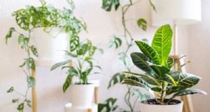 15 beste bladkamerplanten voor een prachtig interieur 