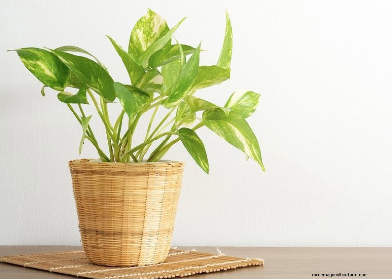 素晴らしい室内装飾に最適な観葉植物15選 