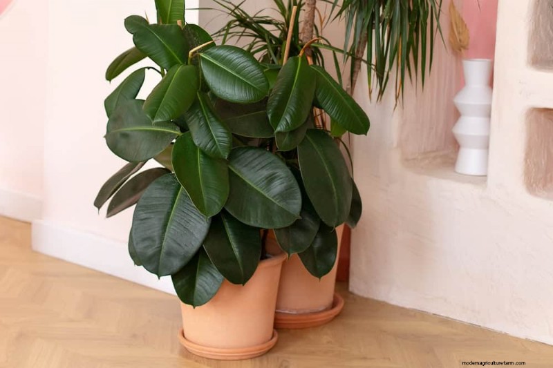 素晴らしい室内装飾に最適な観葉植物15選 