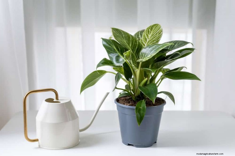 素晴らしい室内装飾に最適な観葉植物15選 