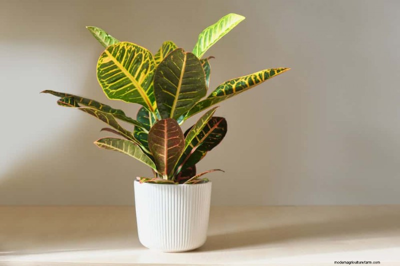 素晴らしい室内装飾に最適な観葉植物15選 