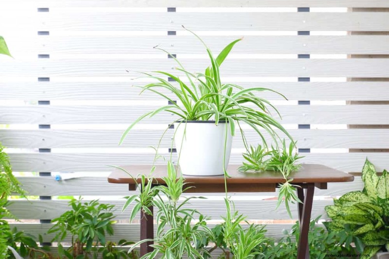素晴らしい室内装飾に最適な観葉植物15選 