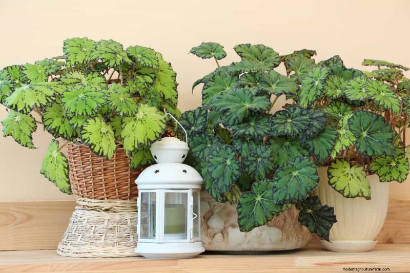 素晴らしい室内装飾に最適な観葉植物15選 